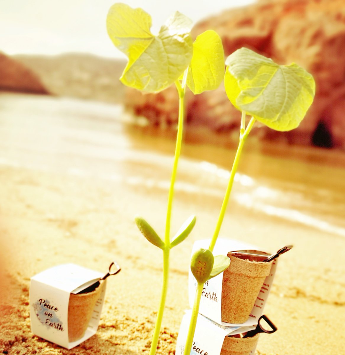 zaida_mares's tweet photo. PROMO SUMMER LIFE

Kits de Cultivo: Semilla Mágica + Palita. Este verano, en todos los kits de la colección Magic Seed, irá incluida una palita miniatura de regalo!    

Tu Semilla Mágica germinará con el mensaje que escojas. El mismo perdura hasta el curso natural de la planta. https://t.co/URn9E6UJfP