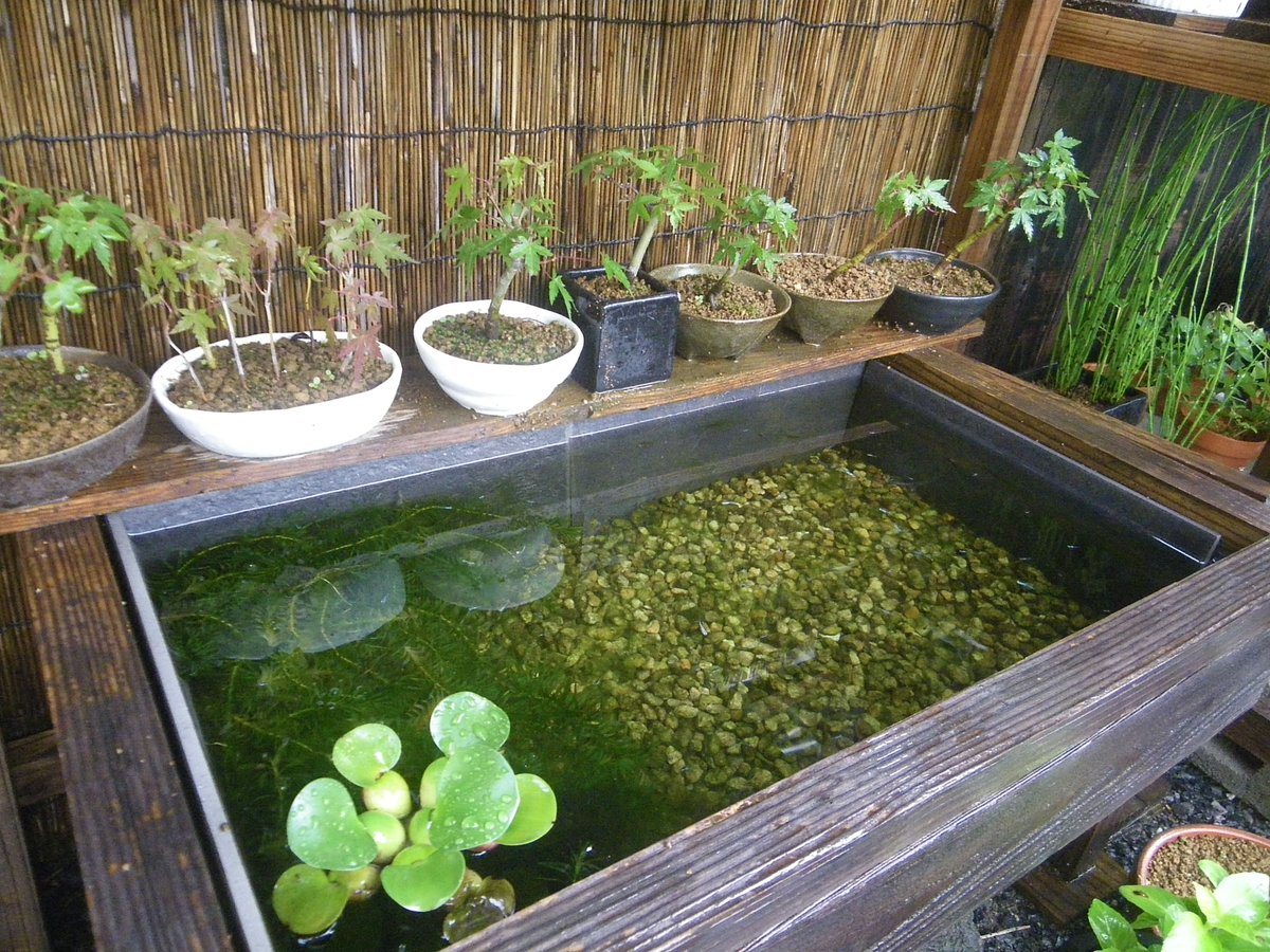 メダカの大工 今日も雨が降っています メダカ のビオトープの水質が心配です 樹木も根腐れなど 調子が悪くならないか 不安になります メダカの繁殖用のビオトープは屋根があるので雨水の侵入は少ないです 普通のトクサを小さくしようとしましたが 失敗 メダカの大工 今日も雨が降っています メダカ のビオトープの水質が心配です 樹木も根腐れなど 調子が悪くならないか 不安になります メダカの繁殖用のビオトープは屋根があるので雨水の侵入は少ないです 普通のトクサを小さくしようとしましたが 失敗