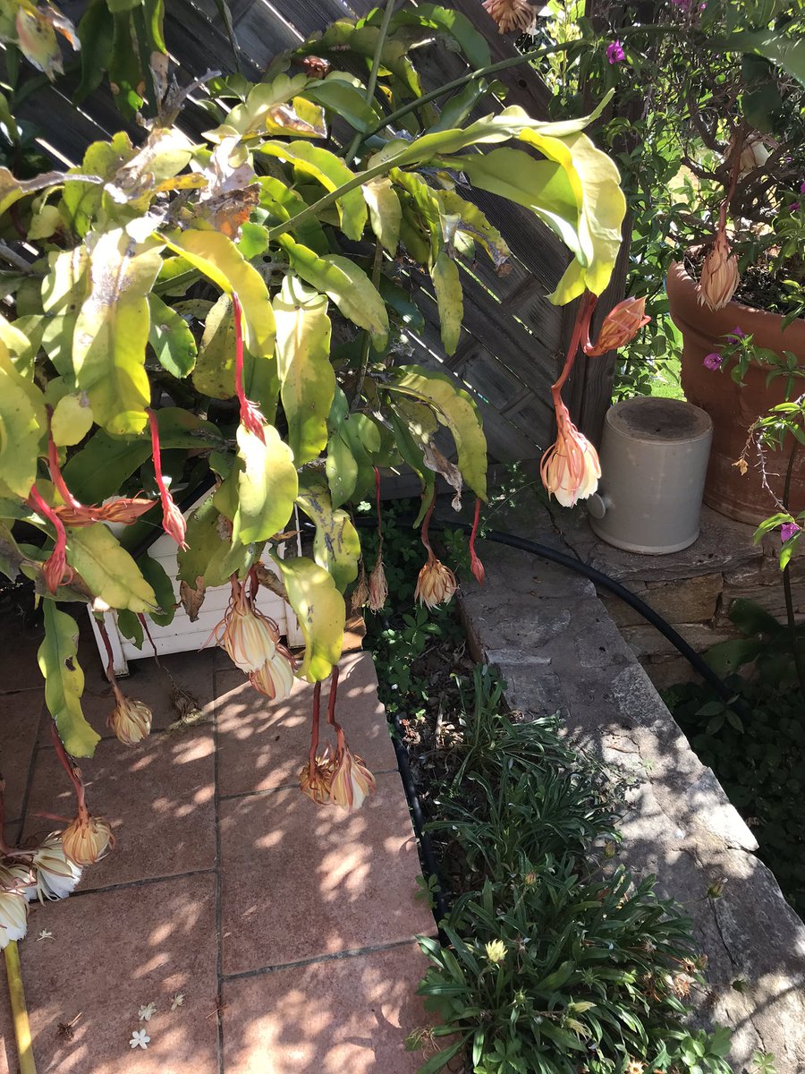 7. They only open when it’s dark and have a very strong and nice smell. They are more than 15cm wide. After the night, with the first sunbeam, they die. Tonight, to welcome me back in Corsica, Hideous Monster had more than -twenty- flowers.  #fridaymorning