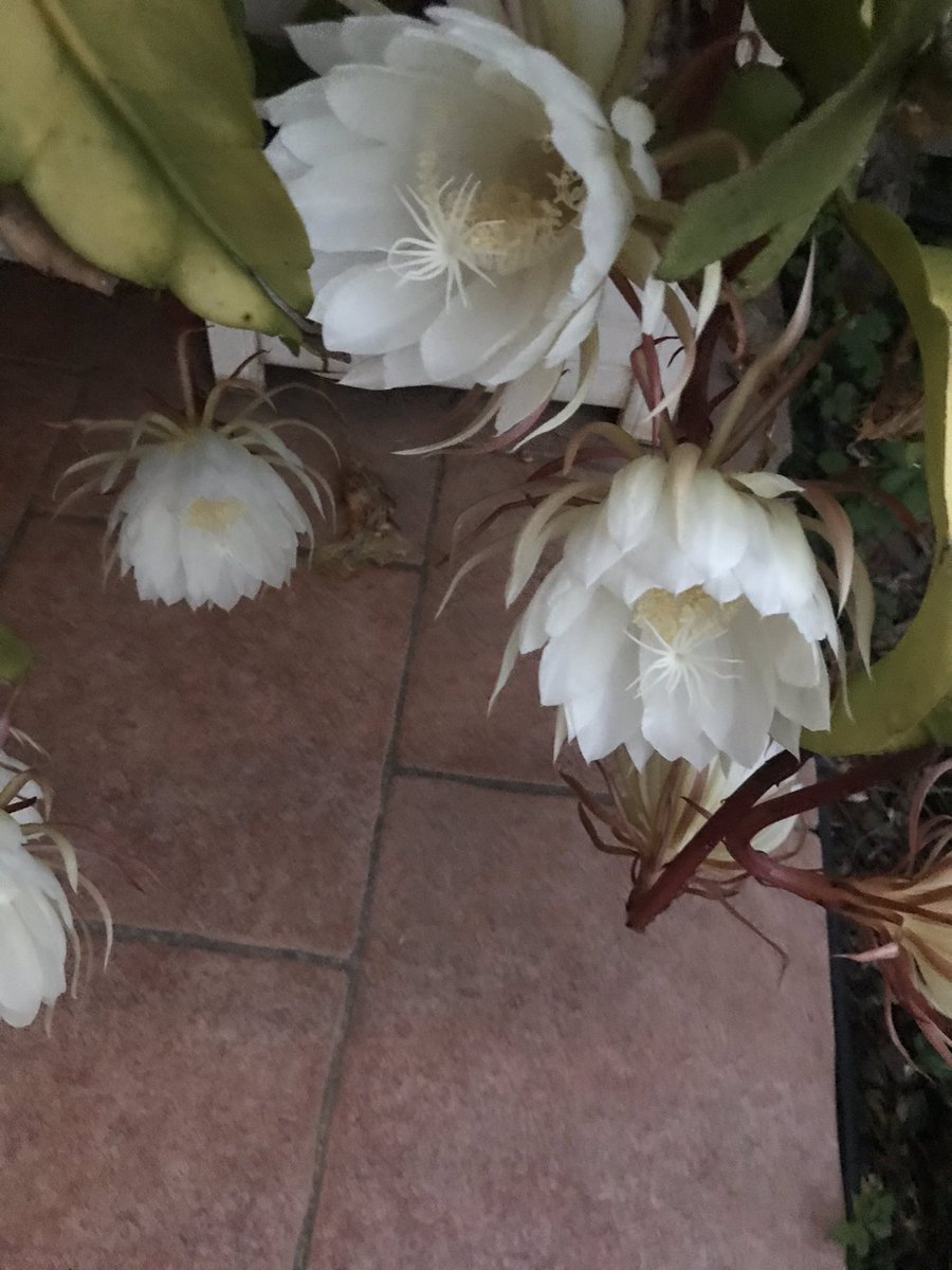 7. They only open when it’s dark and have a very strong and nice smell. They are more than 15cm wide. After the night, with the first sunbeam, they die. Tonight, to welcome me back in Corsica, Hideous Monster had more than -twenty- flowers.  #fridaymorning