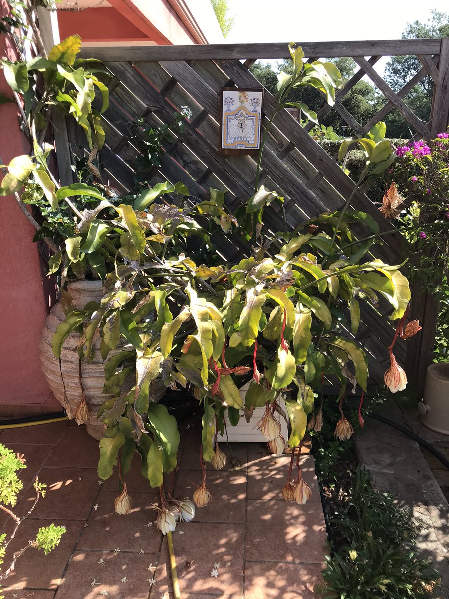 8. Its shape is still extremely ugly but it wouldn’t fit in a room anymore now. And it always welcomes me with a weird « how could you be so crual to want me gone?! » look.  #guilt  #FridayMotivation