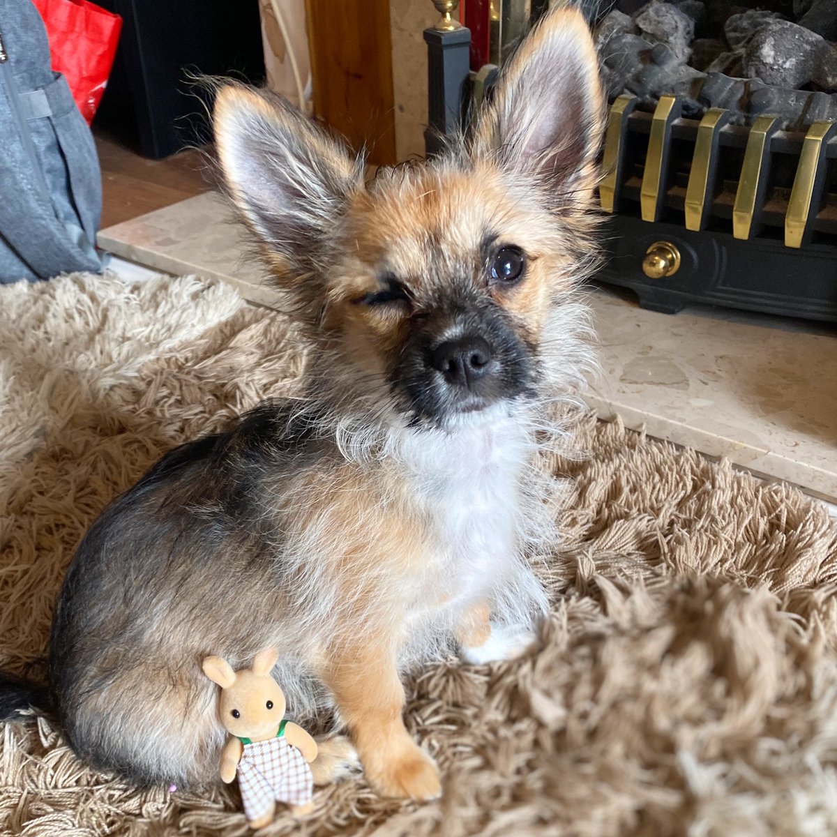 Arlo19P's tweet photo. Happy Friday everyone #winkwink #puppy #puppylove #PuppyPlay #puppyeyes #dogs #dogsoftwitter #dogsofinstagram #dogstagram #Chihuahua #HappyFriday https://t.co/jrtpEzAyBt