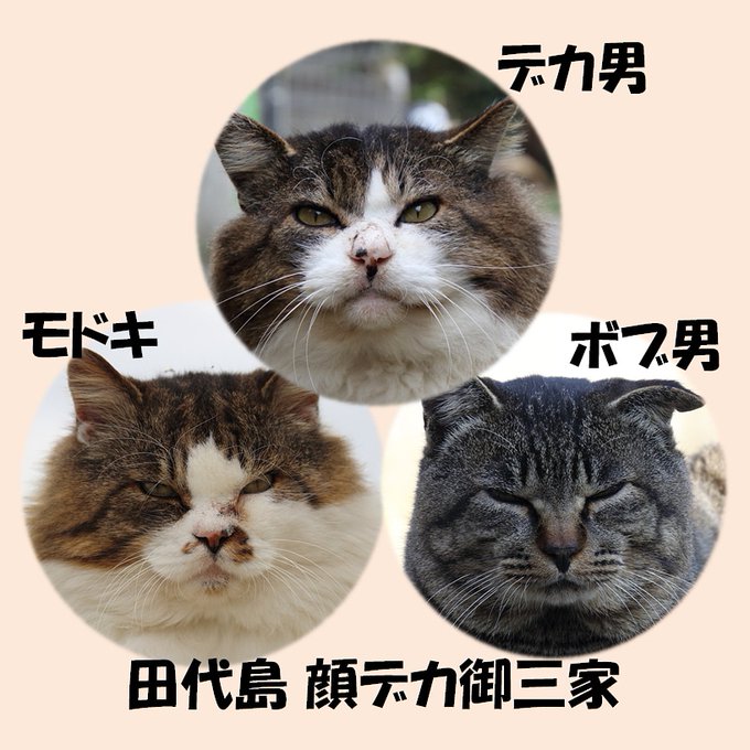 顔デカ猫さんのtwitterイラスト検索結果