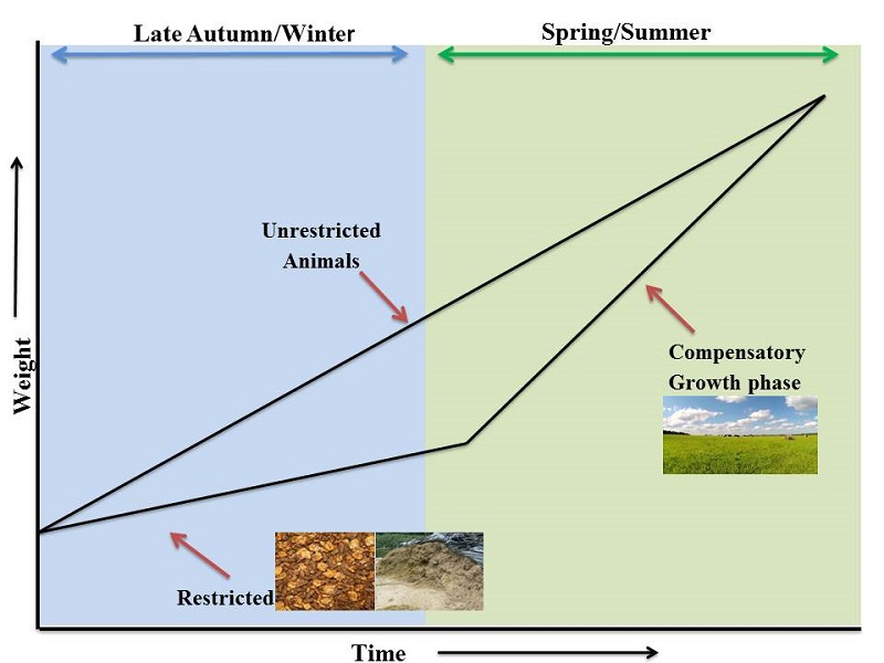 Teagasc Beef tweet media