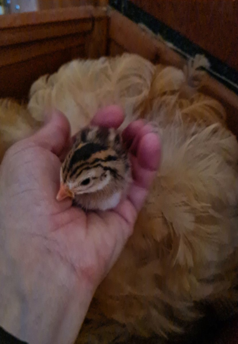 Successfully hatched 6 #Guinea Fowl #chicks under a broody Buff Orpington hen. Fox had the mother, so chanced putting her clutch of eggs under a broody. #chickens #poultry