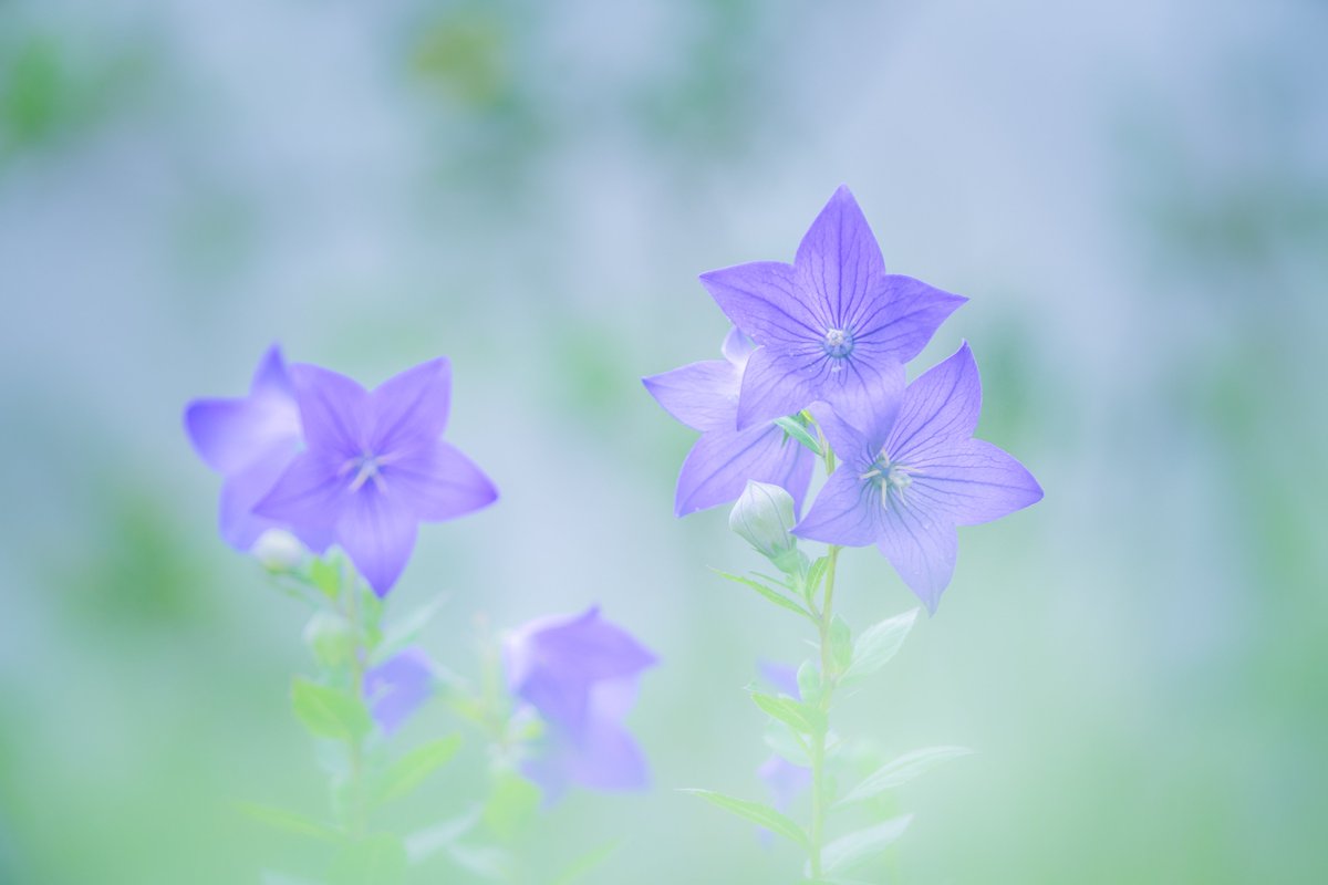 原みゆ✲*ﾟ tweet media
