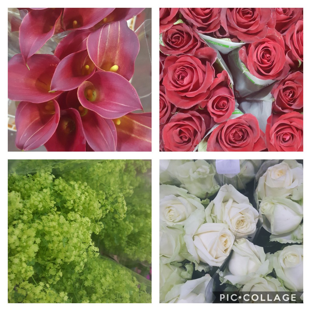 VanEdinburgh's tweet photo. Good morning 😁
Here is just a few of the Great deals we have to offer today, get in touch to secure yours. 
#Edinburgh
#Specialdeals
#Jvcc
#Tradeonly
#Floristwarehouse https://t.co/M7XttU9C8P