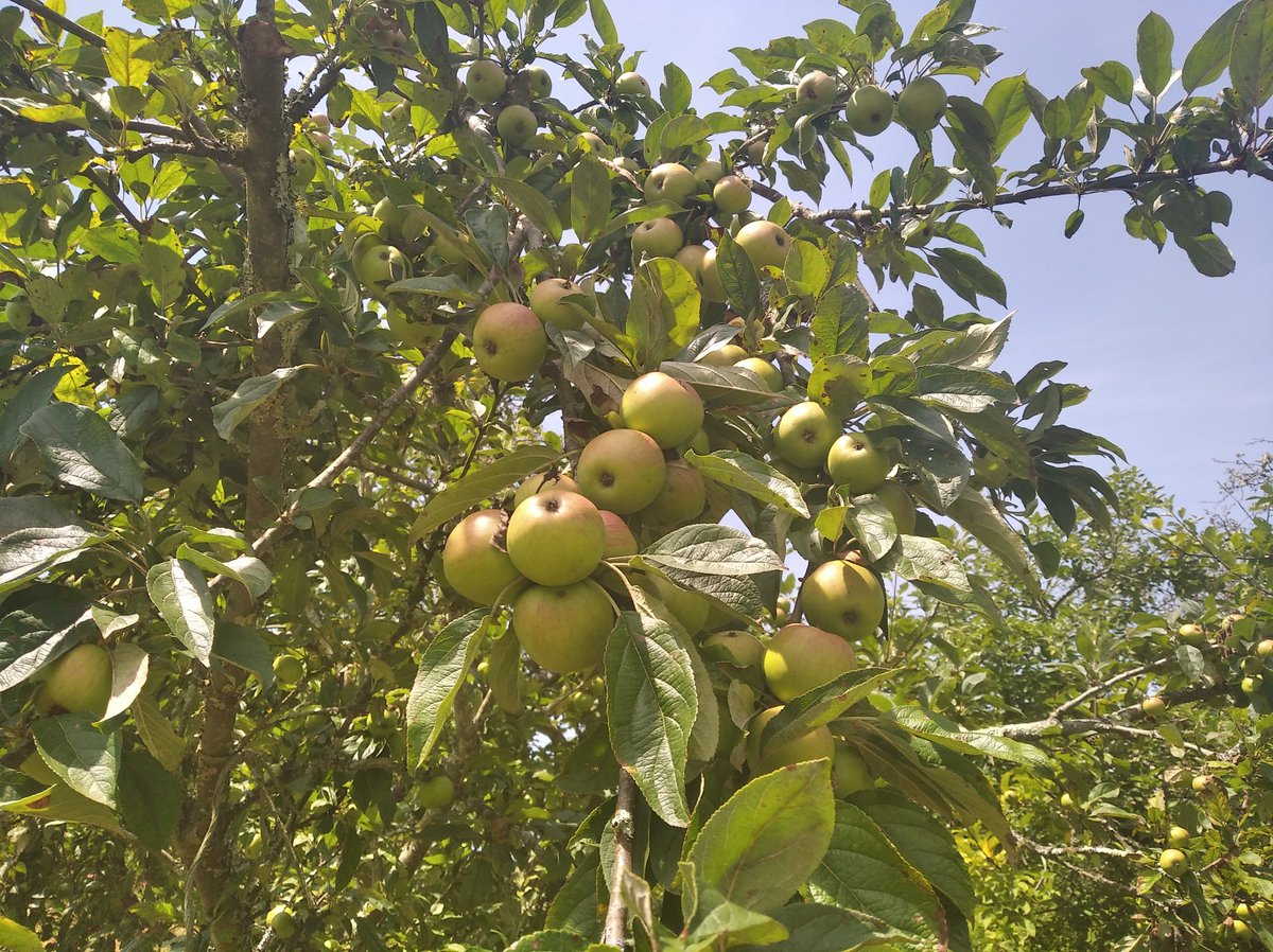 colmenesdetate's tweet photo. La pumarada enfrente del colmenar, llena de #manzanas. 👍😊🐝 #colmenesdetate #asturias #abejas #pumarada #naturaleza #veranoasturiano https://t.co/GQYC15hktK
