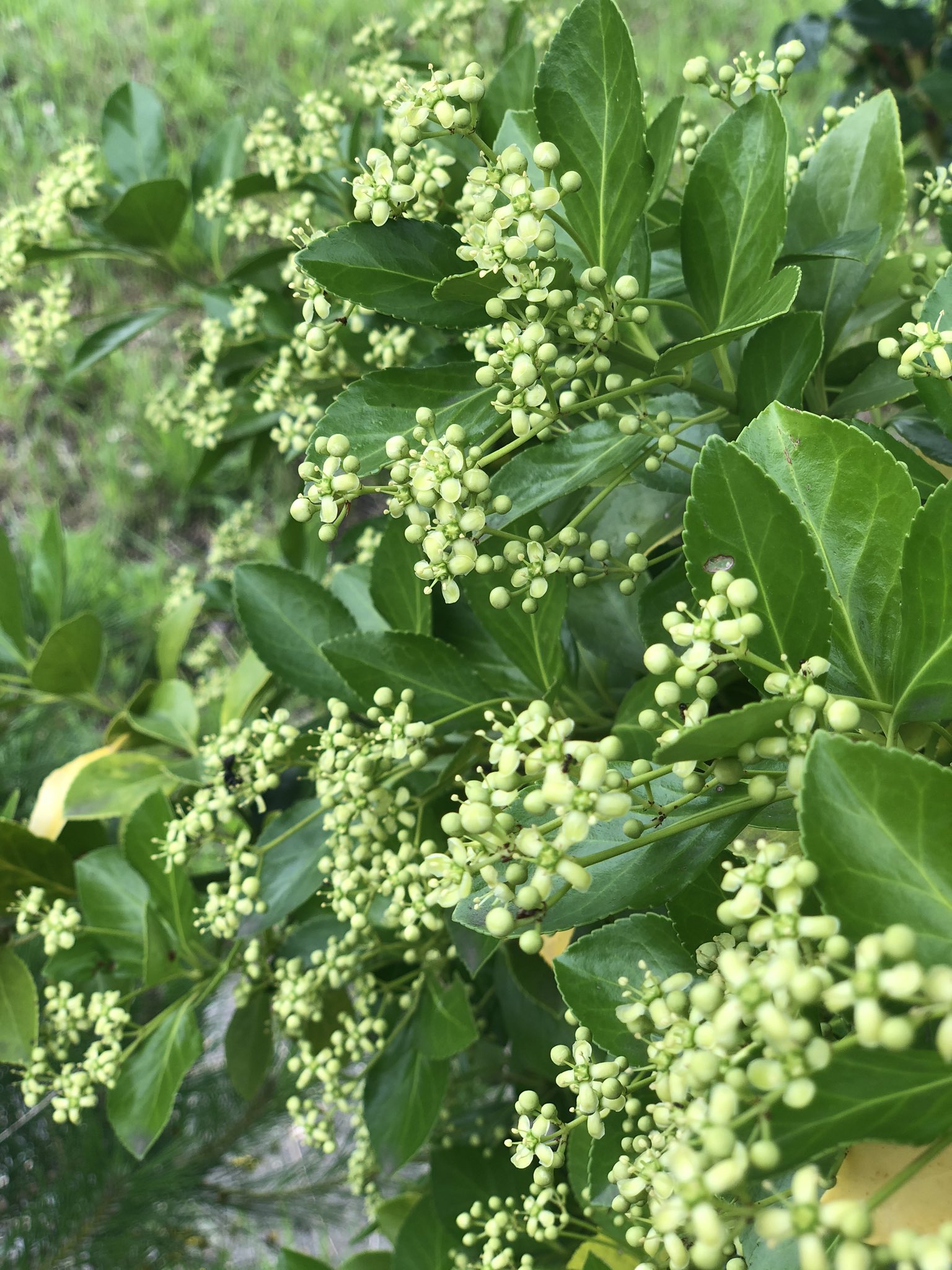 マサキの花 Twitter Search Twitter