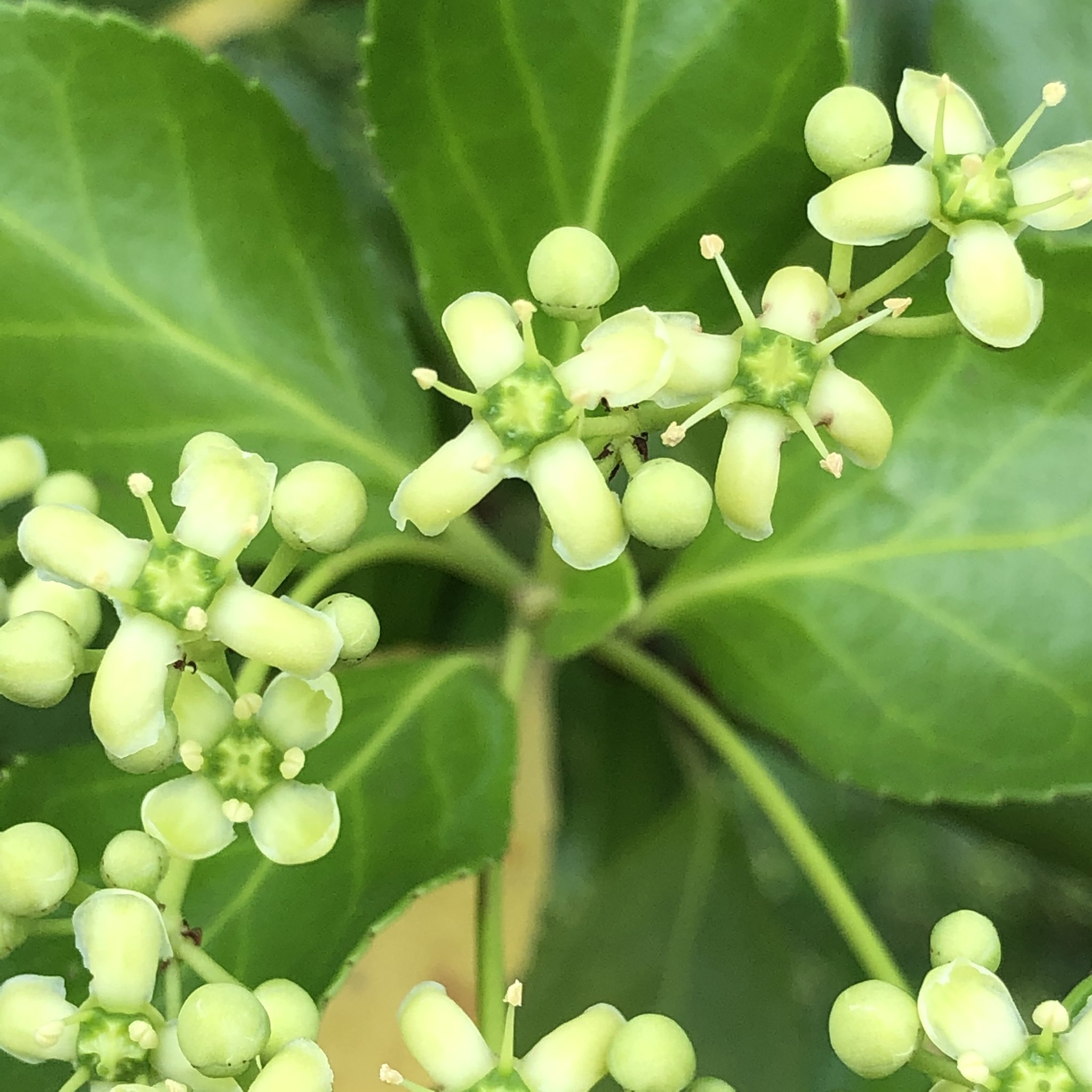 マサキの花 Twitter Search Twitter