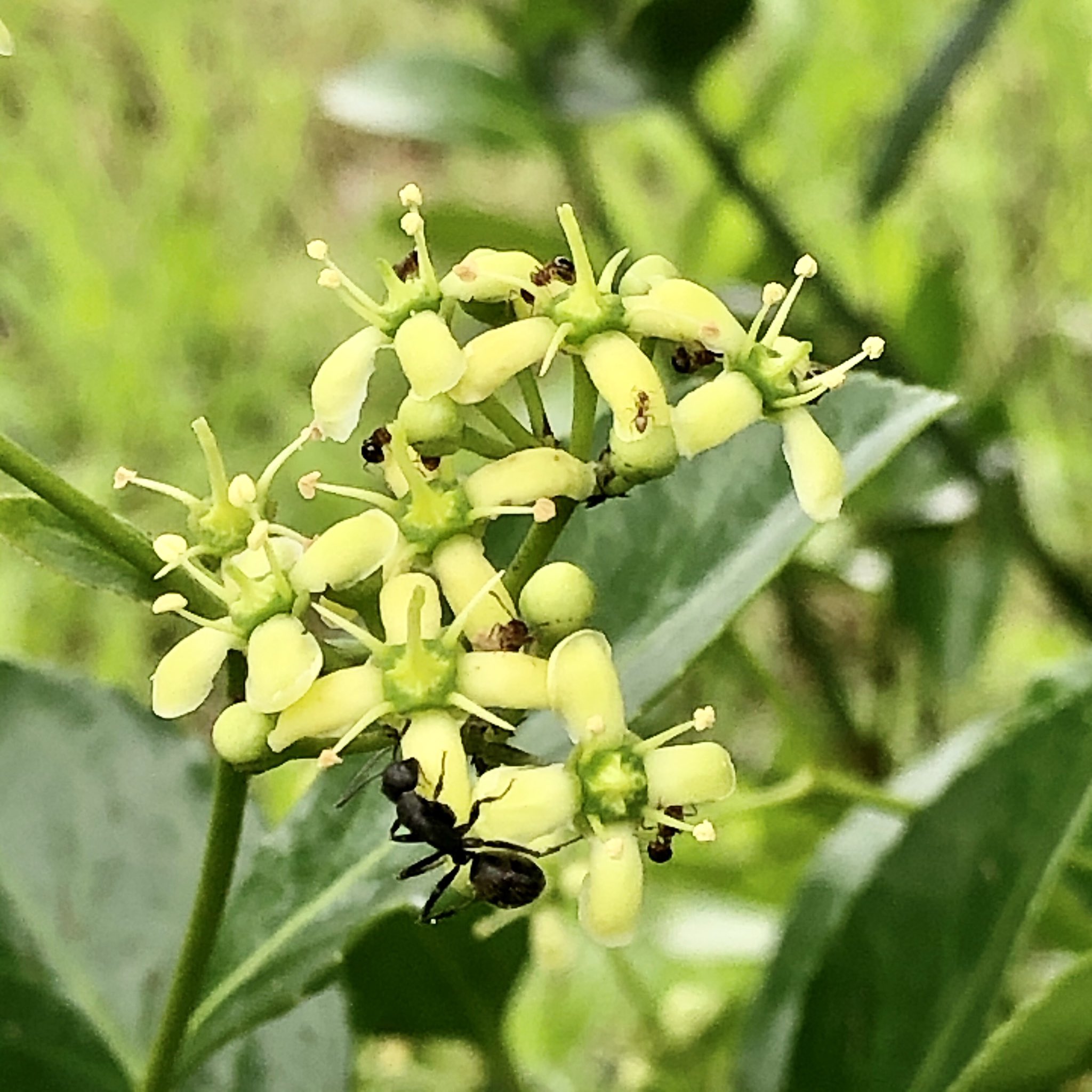 マサキの花 Twitter Search Twitter