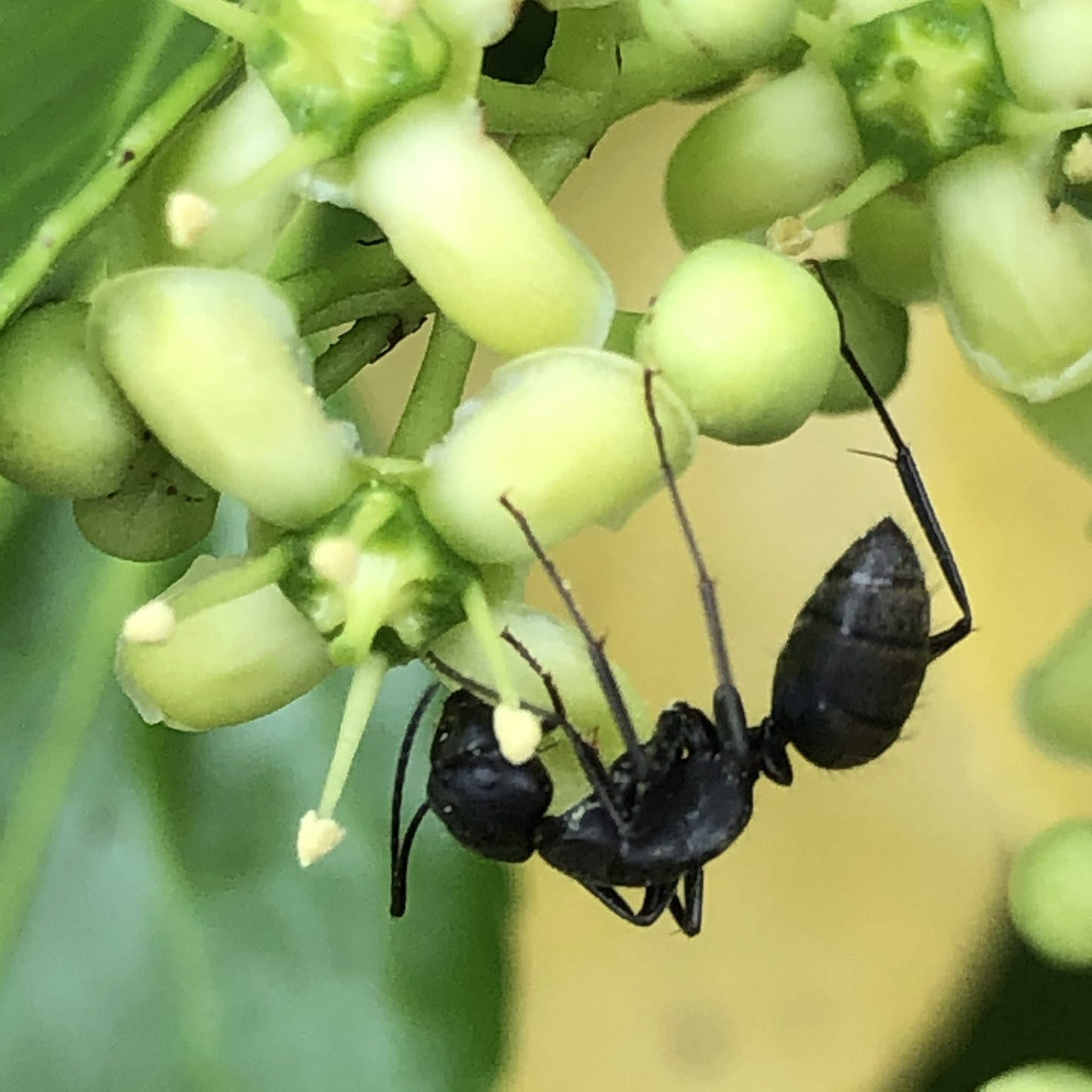 マサキの花 Twitter Search Twitter