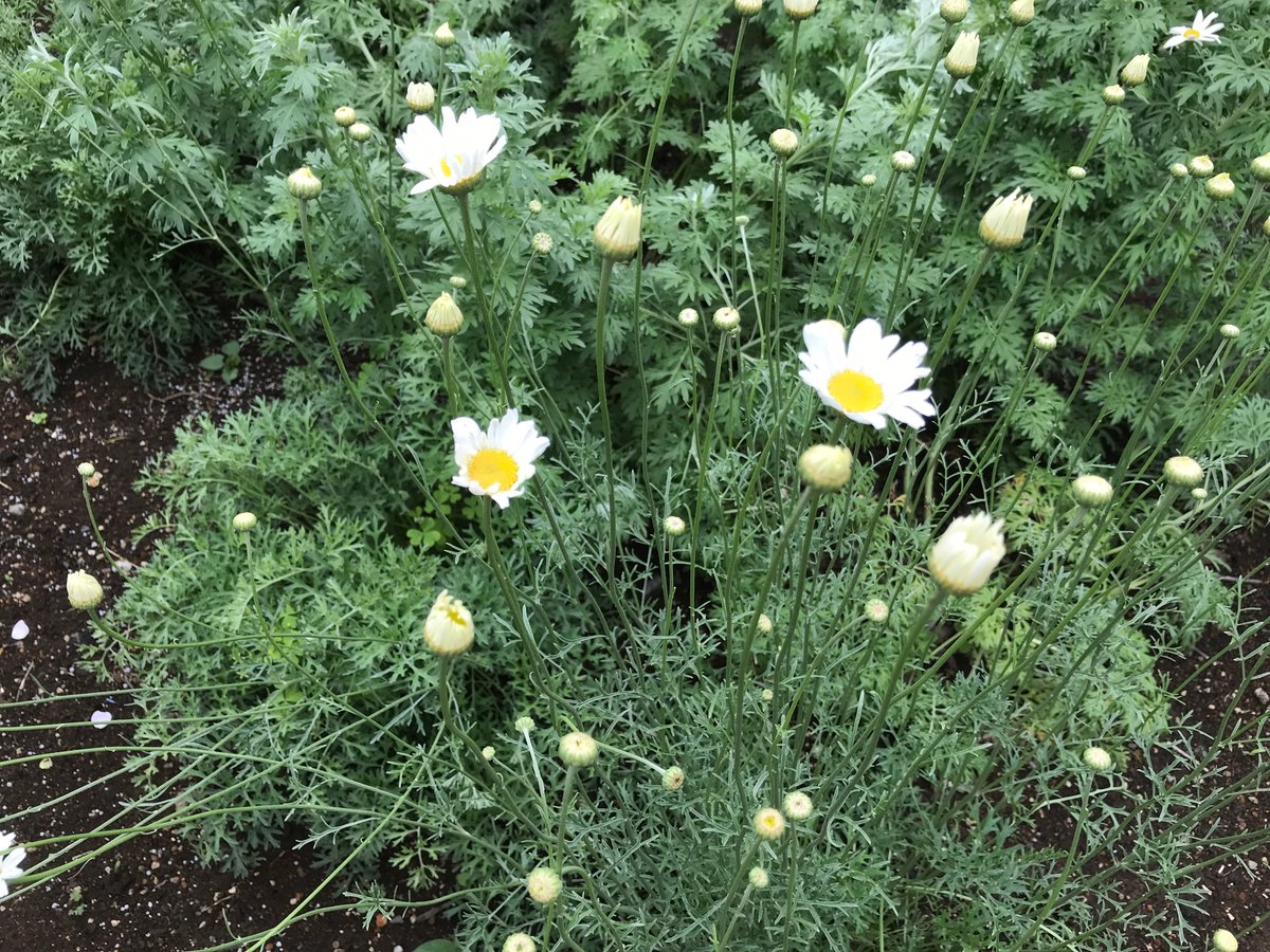 西東京花の会 ハーブ勉強会 昨年から育てている除虫菊をメインに使い 虫除け作用のあるハーブ類も加えて蚊取り線香を手作りしました 西東京花の会 ハーブ勉強会 昨年から育てている除虫菊をメインに使い 虫除け作用のあるハーブ類も加えて蚊取り線香を手作りしました