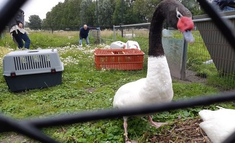 Team Milieu van de politie neemt in samenwerking met de Nederlandse Voedsel en -Warenautoriteit(NVWA) 130 vogels in beslag Er volgt nader onderzoek naar de in beslag genomen dieren en goederen. Vermoeden van illegale handel in dieren? ??#144 ..