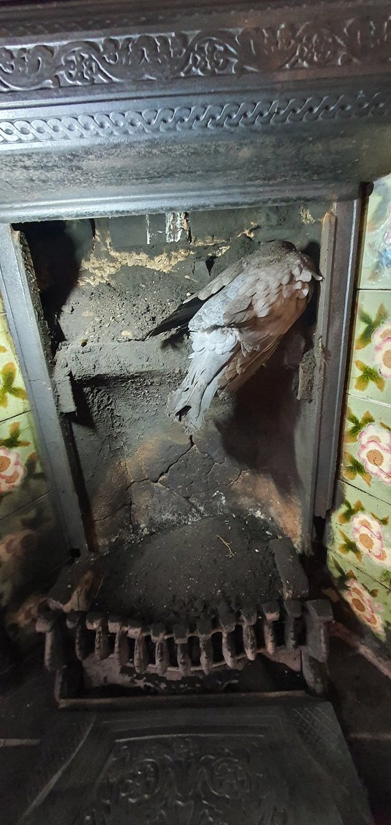 stepintimesweep's tweet photo. It's the week that keeps on giving! Another lovely start to the day, good job this had a removable hood or I would have had to dis-member it π°
Shame, really had I'd got the call sooner, I could have saved him R.I.P Woody β οΈπ₯#Chimneysweeplife https://t.co/ie9qUXx4qj