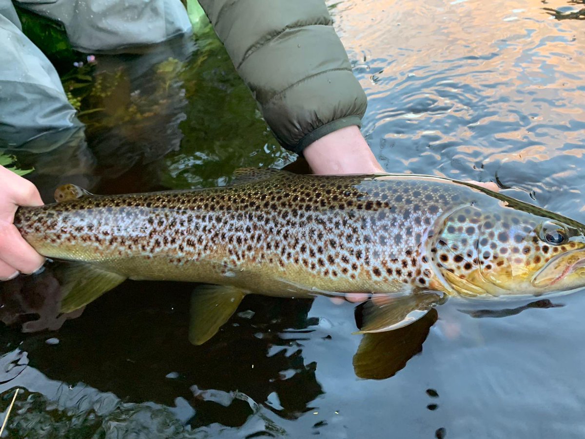 The River Don tweet media