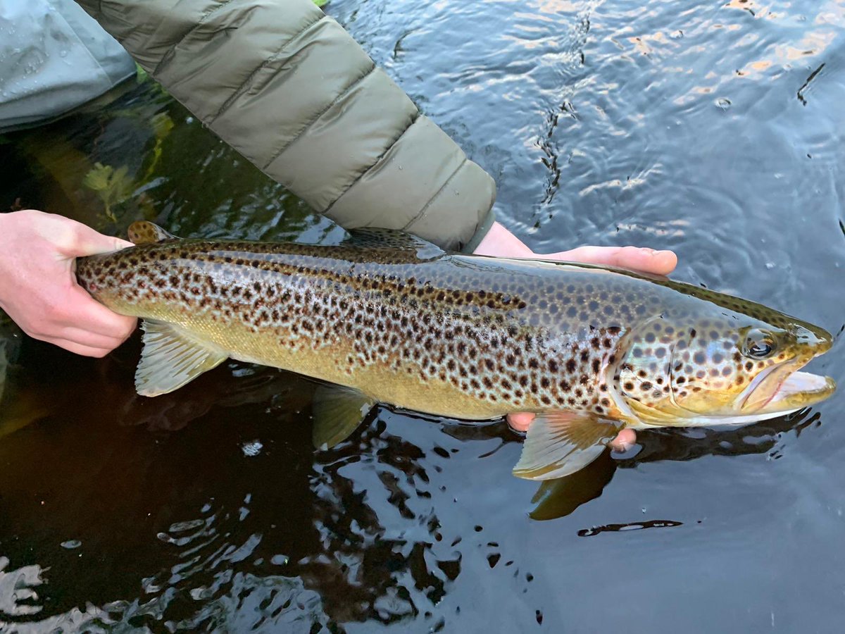 The River Don tweet media