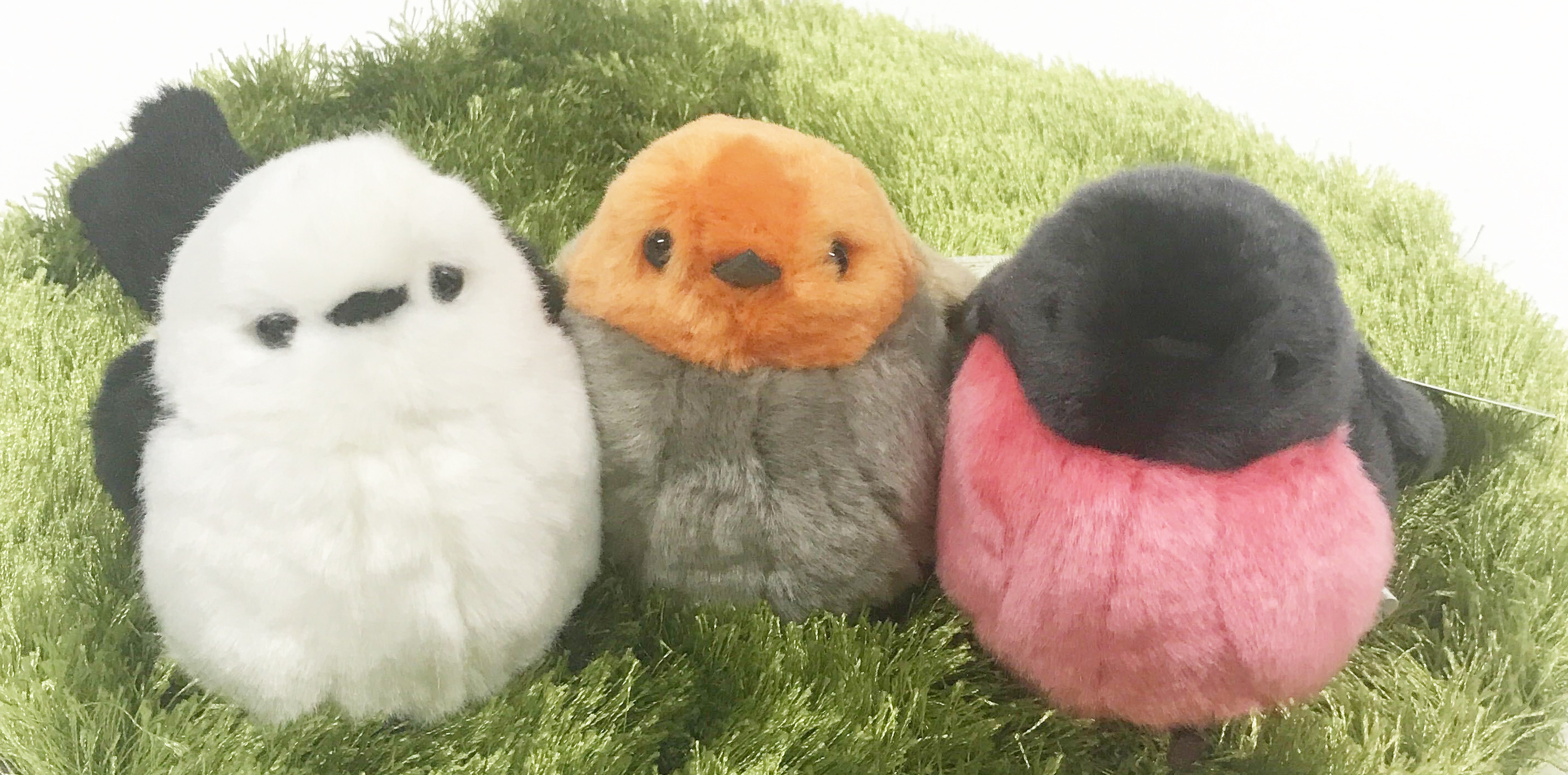 太洋産業貿易 アオアシカツオドリばっかり激プッシュしてますが 小鳥さんも新しく仲間入り 超高速タップダンスによる求愛と真っ赤なほっぺがかわいい セイキチョウ 人気の シマエナガ と並べてかわいいまんまるフォルムの コマドリ ピンクロビン