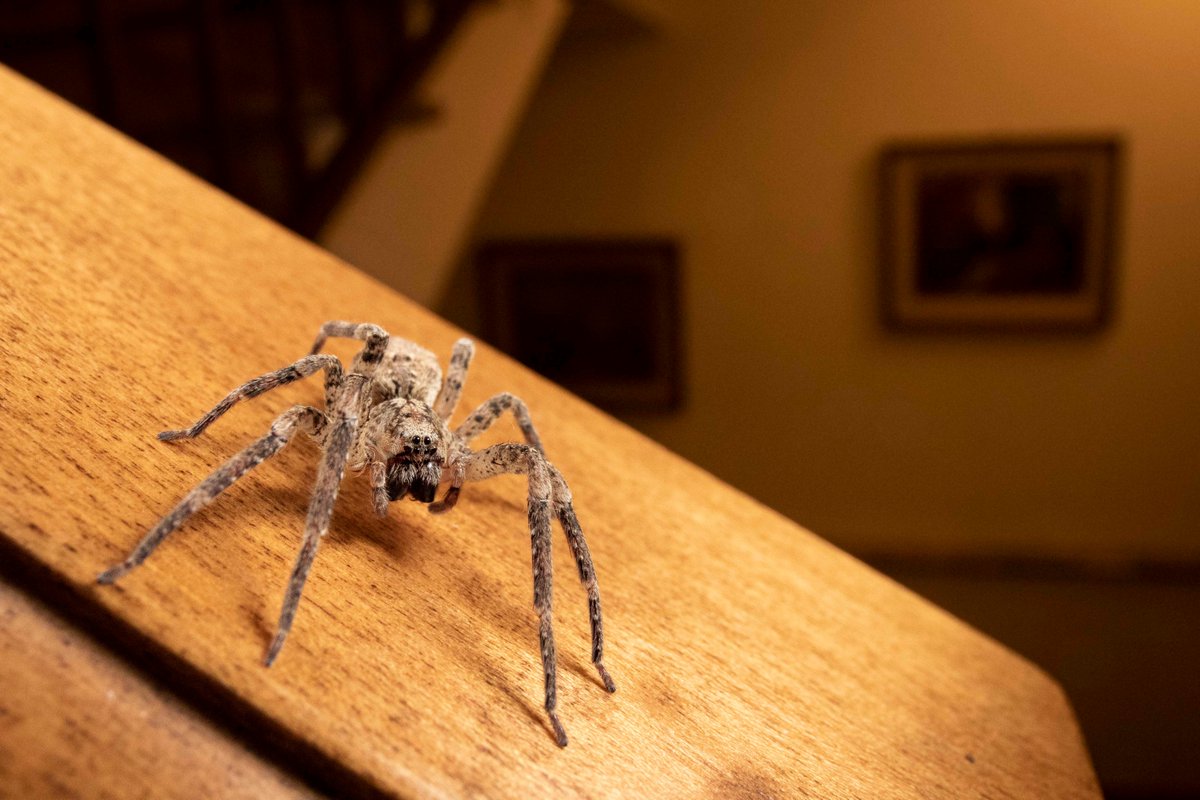 iwpa2020's tweet photo. Announcement time! 

Congratulations to the overall winner for stills Luca Eberle who took this brilliant photo of a spider on a banister. 

The full list of awarded images and short films is available on our website.

https://t.co/ljvSqxqzMw

#wildlife #macro #photography https://t.co/NcOxl8eeWe