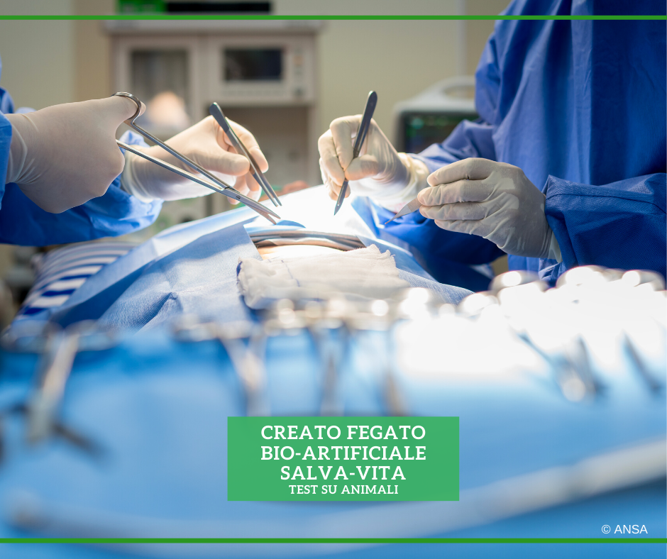 ANSA_Salute's tweet photo. Sviluppato un "#fegato bioartificiale" che potrebbe essere salvavita in caso di grave disfunzione #epatica. La funzionalità è stata verificata in test su maiali in uno studio sulla rivista @ScienceMagazine Translational Medicine.
#ANSASalute
➡ https://t.co/u3QOP6M3oy https://t.co/SzCyfq9lkS