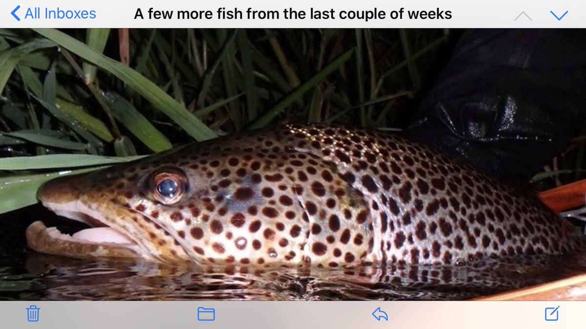 The River Don tweet media