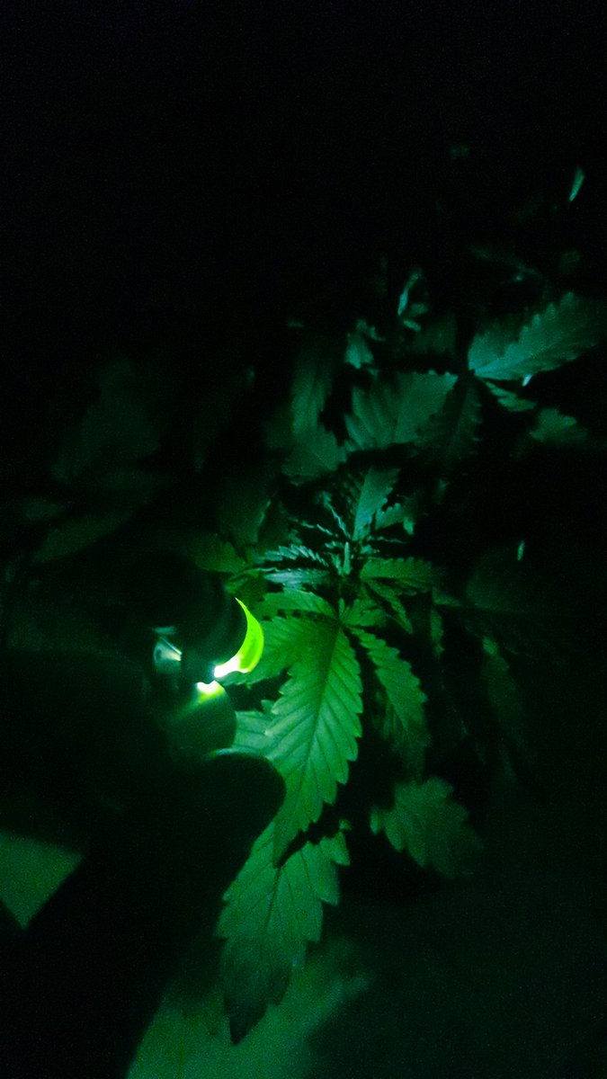 Weed Día Verde Mundo y Magnífico fin de semana, la Grúa de <a href="/JuanKannabia/">Juan - Kannabia</a> currando sin parar, #Bluewerry99 <a href="/GreenbudSeeds/">Greenbud Seeds</a> #ASuAire #OutDoor,
Mi #Auditoría a durmiendo ya,
Y mi Hada junto a @GiftsGreenwood, <a href="/HempCropEs/">HempCrop</a>, el #AdrycManëllsonTesterTeam y yo Os Deseamos todo Feliz..🧚‍♂️😎