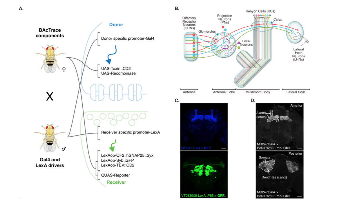 preLights's tweet photo. BAcTrace, the retrograde tracer we have been waiting for? 
https://t.co/uQnZuAAh09

By #preLighter @peterniesman on preprint from @SebaCachero @gsxej &amp; co. with thoughtful author's response https://t.co/xHl1LZu0nF