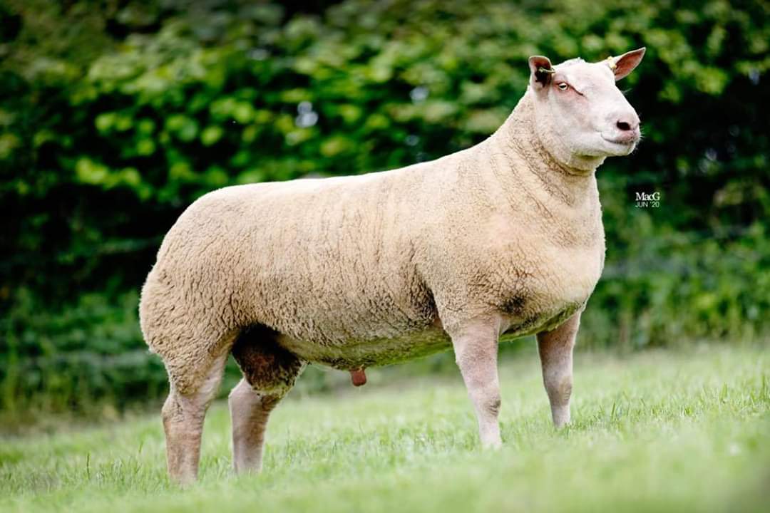 Here are the three Logie Durno Charollais shearling rams trucking their way south at the moment to Worcester premier sale. Sold tomorrow at 12 o'clock. If you can't make the sale and want to bid please give us a shout and we can help organise!