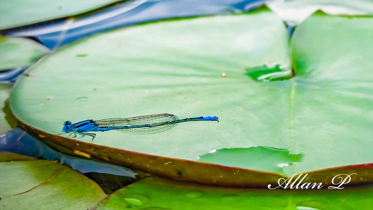 Call me 'AP' tweet media