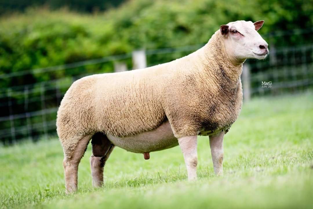 And now the three Loanhead Charollais shearling rams on the raid south at the moment to Worcester premier sale. Sold tomorrow at 12 o'clock. If you can't make the sale and want to bid please give us a shout and we can help organise! Ps according to bruce first one is a beast🙈☠️