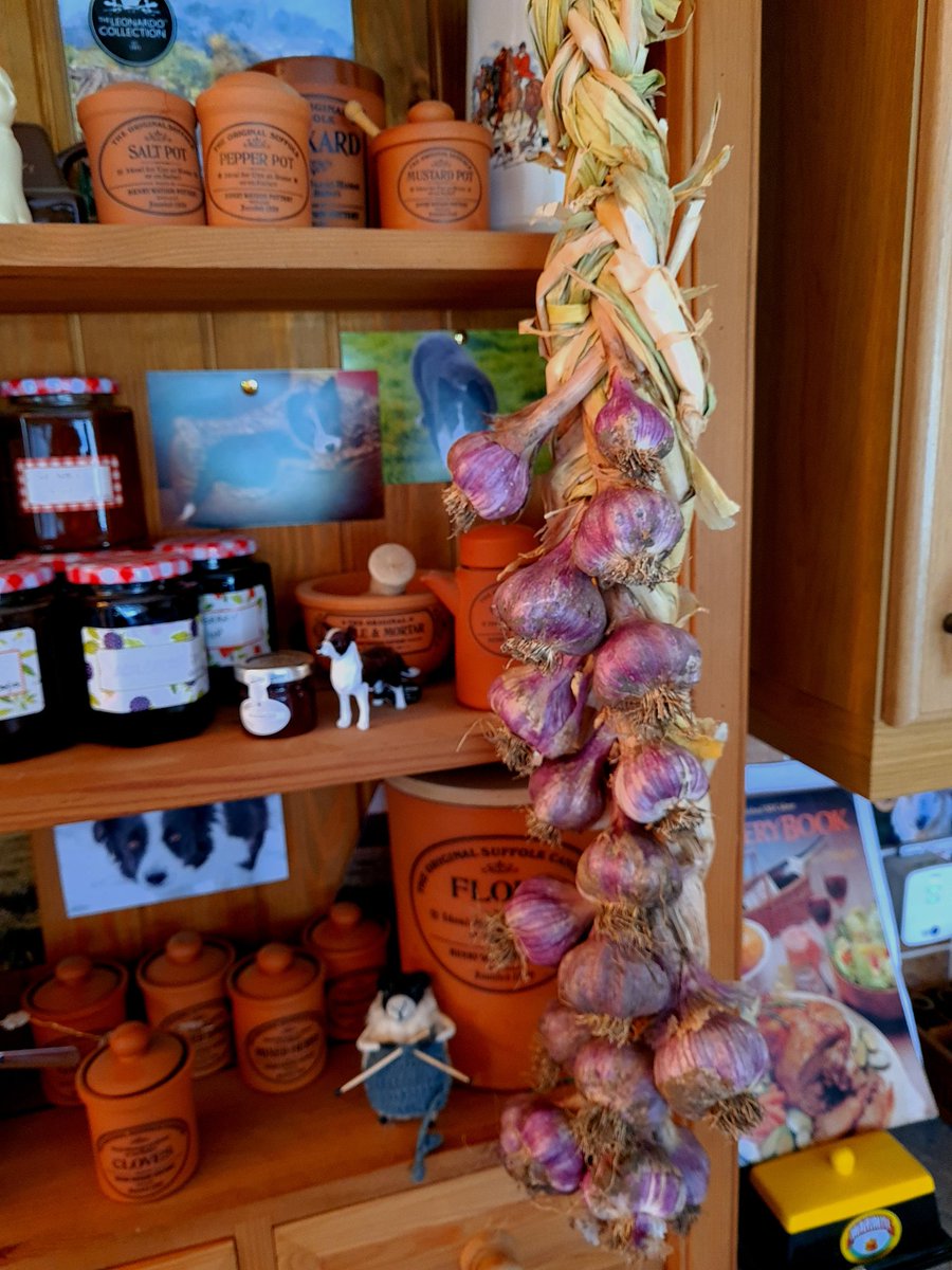 Very satisfying being able to plait my own home-grown garlic! #smallholder #growyourown