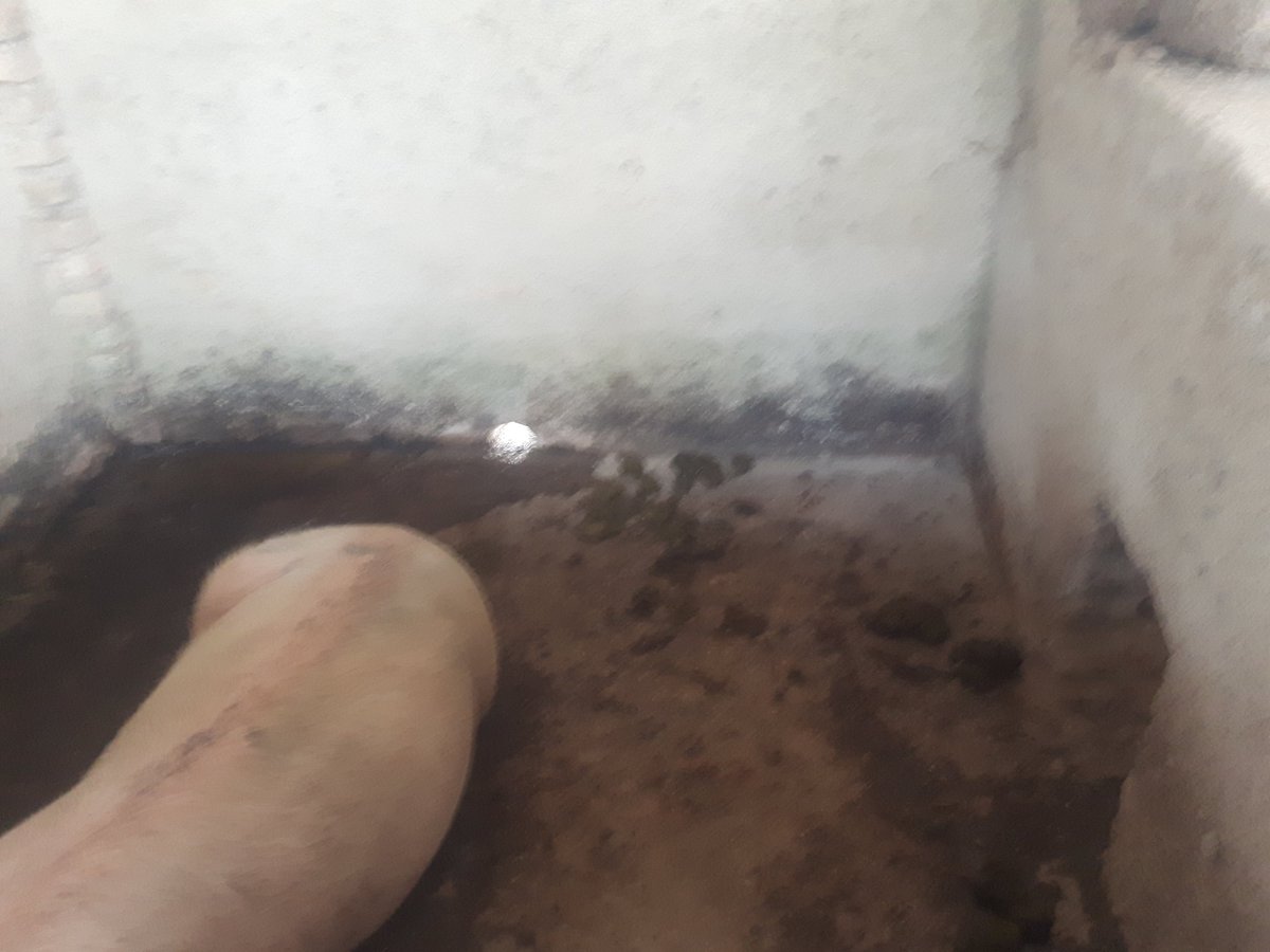 muvari2020's tweet photo. #Iwacufarm twiyemeje korora ingurube mu buryo buteye imbere.

#Rubyiruko twibohore imyumvire yo kurwanira imirimo yo mu biro gusa.
@RwandaAgriBoard @RwandaAgri @ryaf_agribiz @RuhangoDistrict https://t.co/Hh9ZFwLR0e