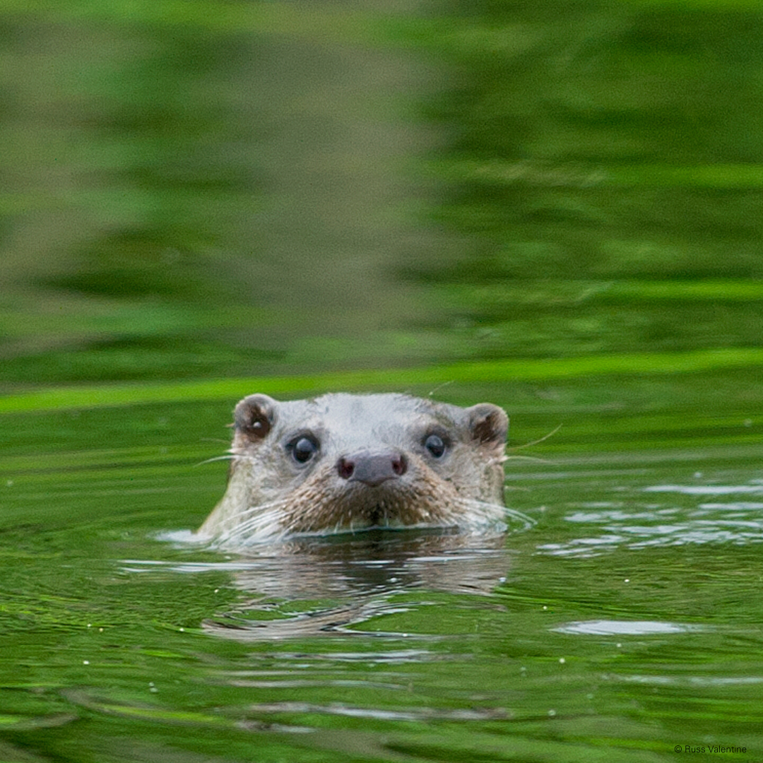 Otter have returned to the Isle of Wight 😍🎉💚
Work carried out as part of our Down to the Coast Project, along with the The East Yar Project Group, to restore the river between Budbridge above Newchurch, and Longwood Lane Sandown, has seen the otter return to the Island.