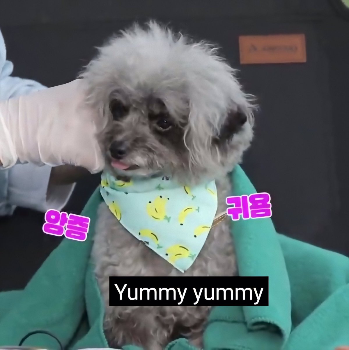 jutlee123's tweet image. หมาเซเลป มีรายการเป็นของตัวเองทั้งคู่เลยน้าาา เจ้าของมาเจอกันท่าจะดีน๊าาา #Dooe #Zero #Yultae