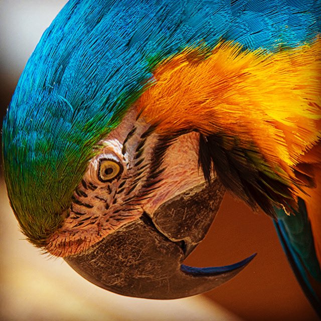 Découverte de Parrot Word, un parc animalier immersif situé à une demi-heure de Paris, à Crécy-la-Chapelle. Ce parc accueillera des espèces emblématiques issues d’Amérique du Sud dont plus de 200 #perroquets 🦜 Le parc ouvre le 15 août. #parrotworldofficiel