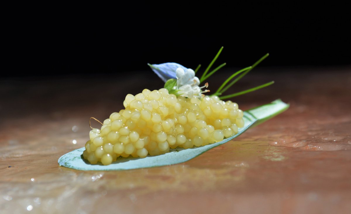 alancoxon's tweet image. #Friday Fish day ! well not quite ! Here I have topped an oyster leaf with Ook Caviar decorated with white basil flowers and fennel from the garden. The shape of the leaf acts and even looks like a little spoon so perfect for natural canapes. #caviar #canape #Food #Ingredients