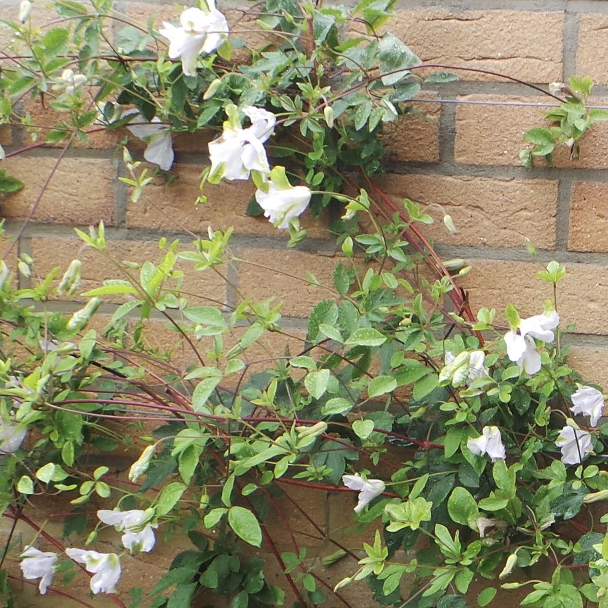 Rainy yesterday hugely brightened by a visit to the Meanwood back garden I designed three years ago.  Planting really hitting its stride, thanks to the scrupulous care of my clients. Highlights: Aruncus 'Horatio' and Persicaria alpina; Clematis 'Alba Luxurians'. #chooselandscape