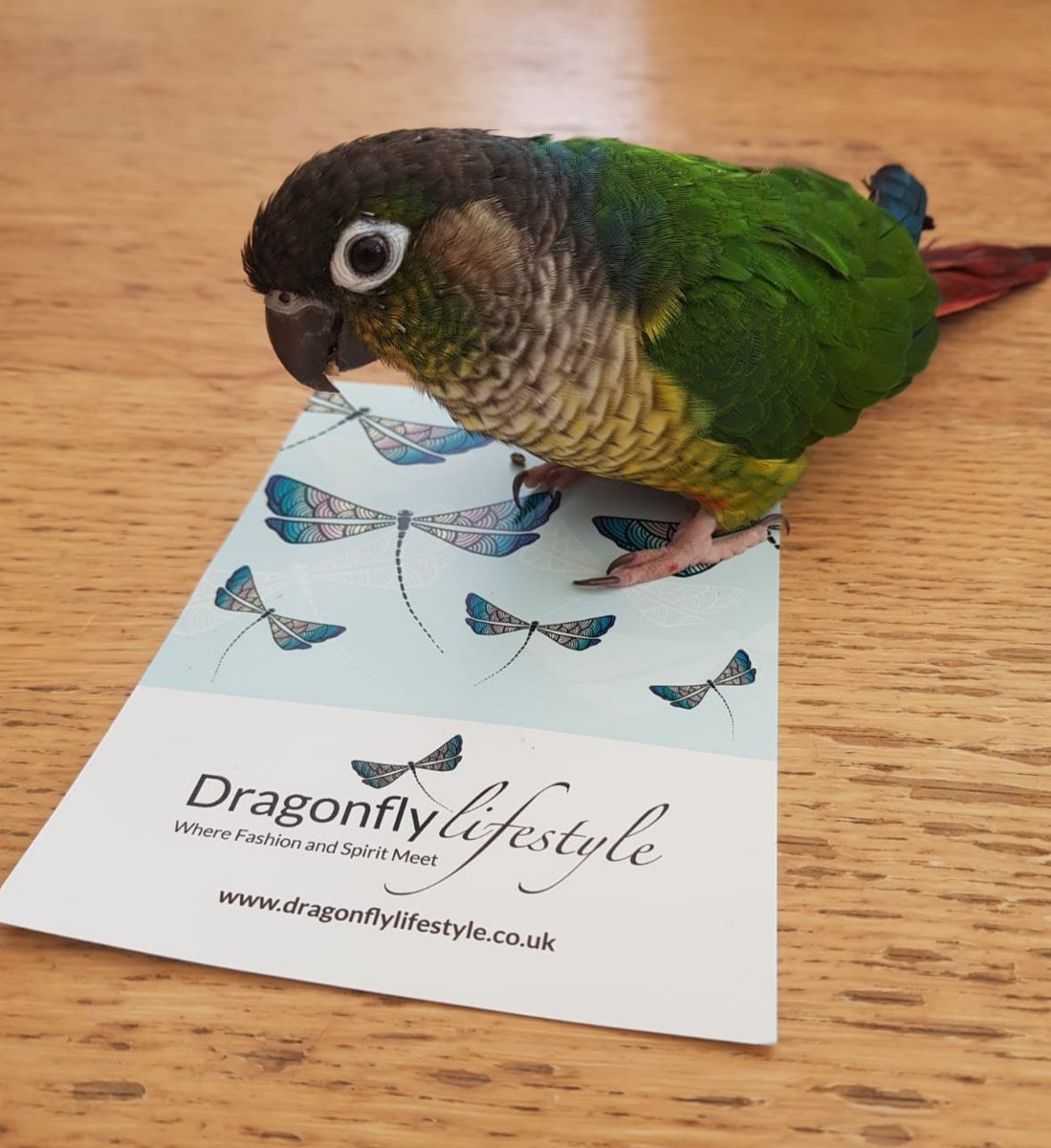 Another satisfied Dragonfly online customer! 😉💚 Thanks Marley ~ and we know your human loved her recent purchase too! #HappyFriday <a href="/TurnpinLane/">Turnpin Lane SE10</a> &amp; <a href="/greenwichmkt/">Greenwich Market</a>