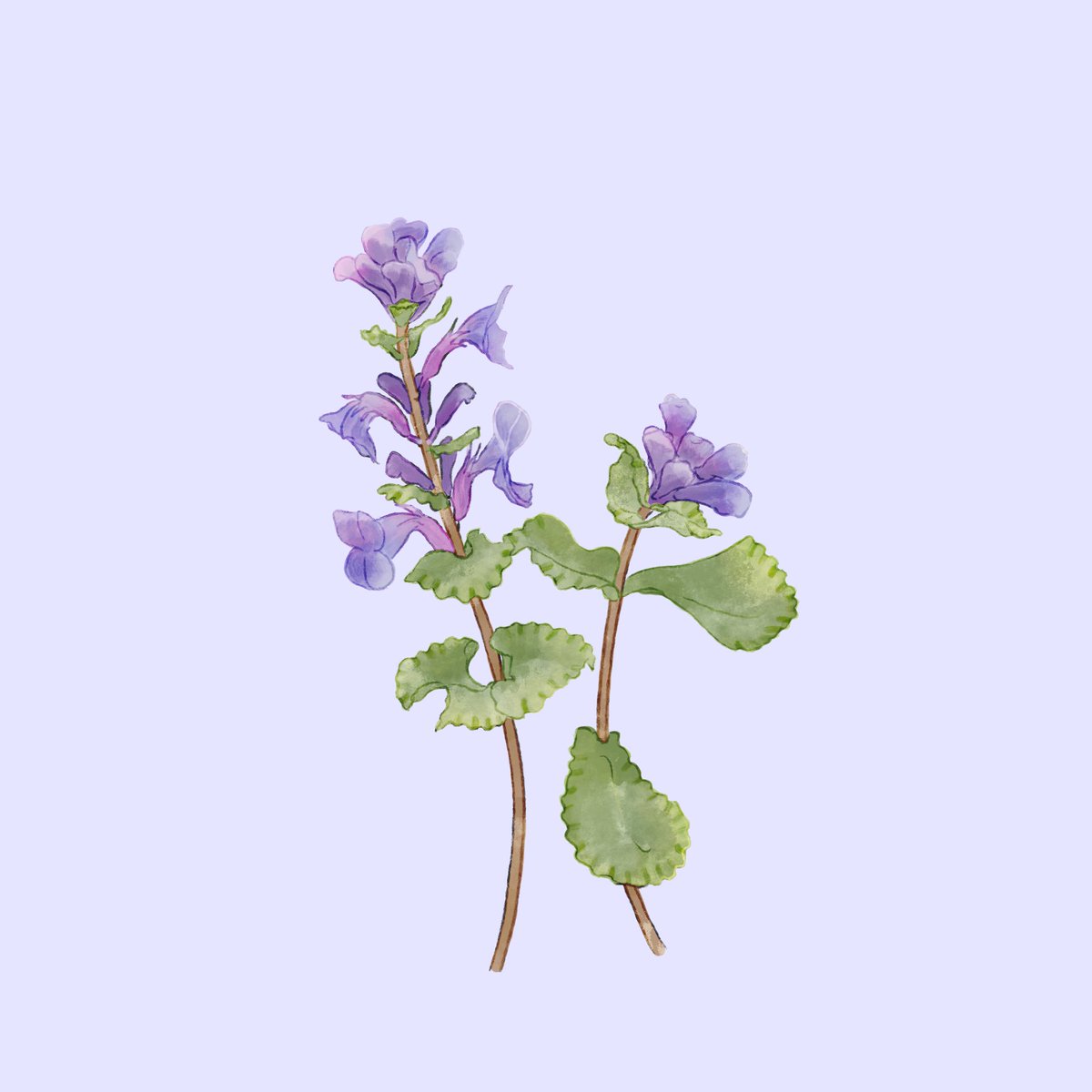 Oceane オセアン 84日目 キャットミント ネピタ Day 84 Catmint The100dayproject T Co Df3edso5ab Twitter