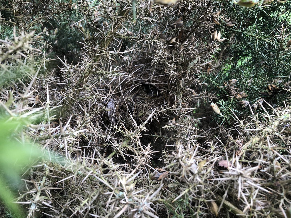 stevie_evans1's tweet photo. Willow Warbler
off the ground
at 3’ in Whinnie bushes
(amazing variety of birds use theses)
@tonymcguire1966 @BirderSouth @stuiepurvis @Nestfinders5978 https://t.co/DTmOibFiZT