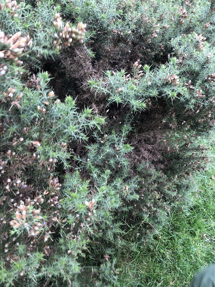 stevie_evans1's tweet photo. Willow Warbler
off the ground
at 3’ in Whinnie bushes
(amazing variety of birds use theses)
@tonymcguire1966 @BirderSouth @stuiepurvis @Nestfinders5978 https://t.co/DTmOibFiZT