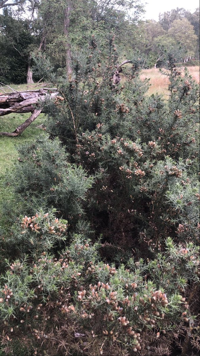 stevie_evans1's tweet photo. Willow Warbler
off the ground
at 3’ in Whinnie bushes
(amazing variety of birds use theses)
@tonymcguire1966 @BirderSouth @stuiepurvis @Nestfinders5978 https://t.co/DTmOibFiZT