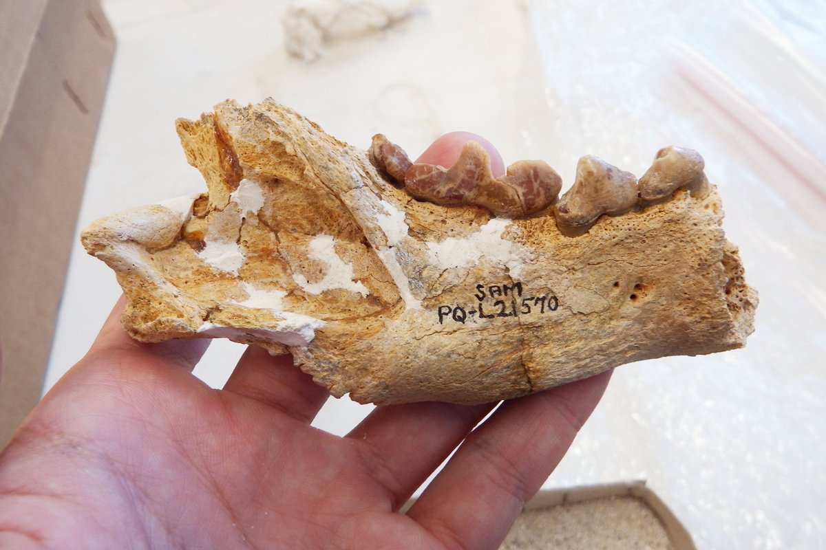 Iziko_Museums tweet media