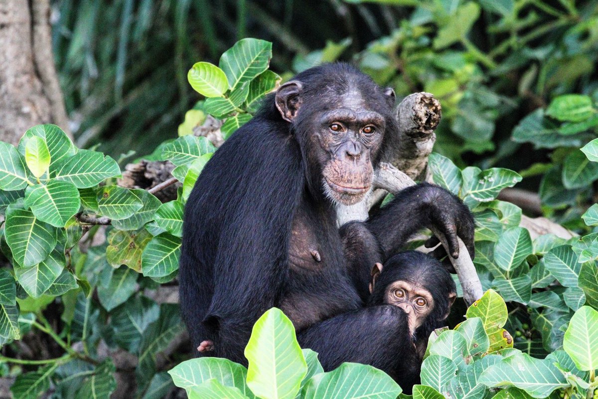 Gambia 🇬🇲 nature park
