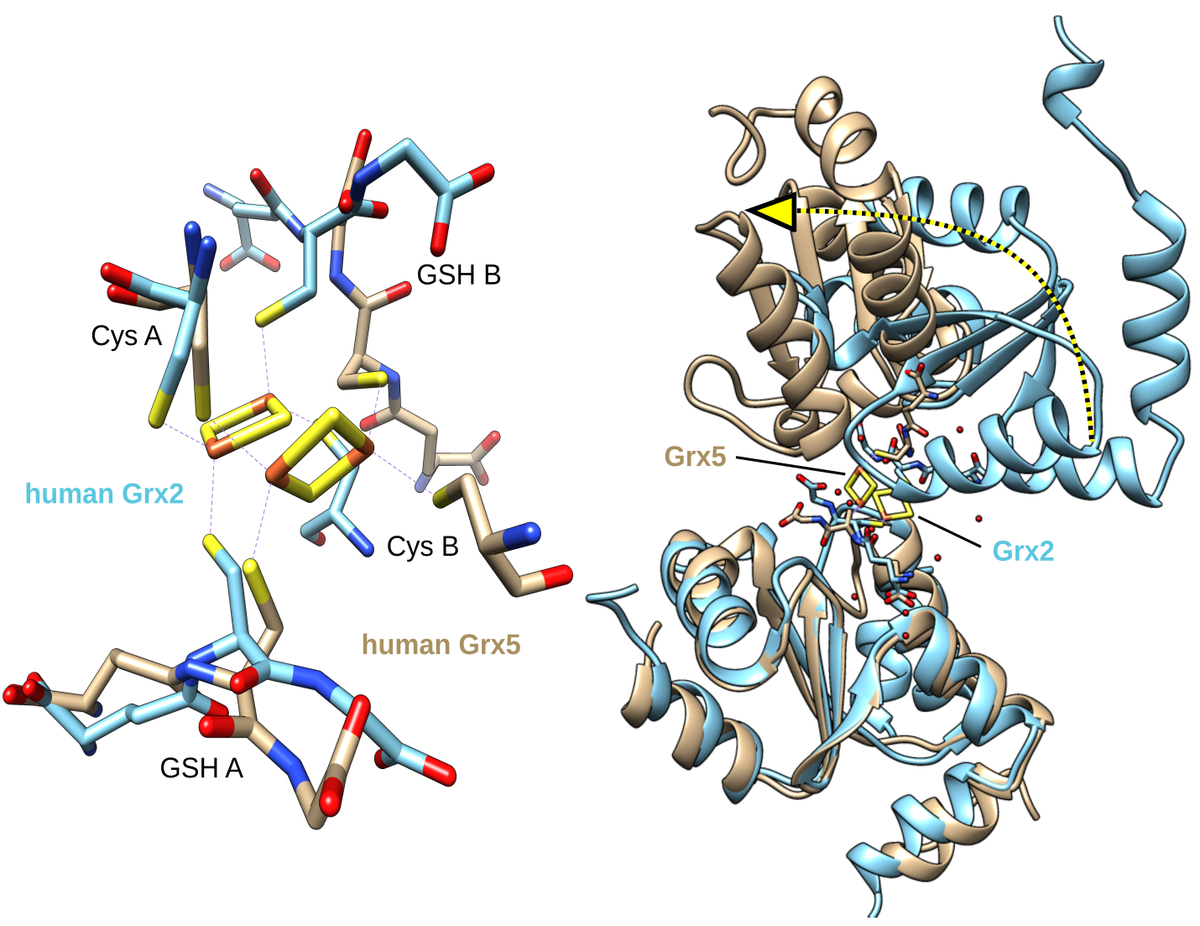 RCOF8's tweet photo. Molecular basis for the distinct functions of the essential #redox active and #FeS transfering #glutaredoxin family proteins just puplished @NatureComms. We are delighted, thanks to all involved! https://t.co/kaD4FOpe18 @wissen_lockt @UMGreifswald @dfg_public https://t.co/eADLzTu3M6