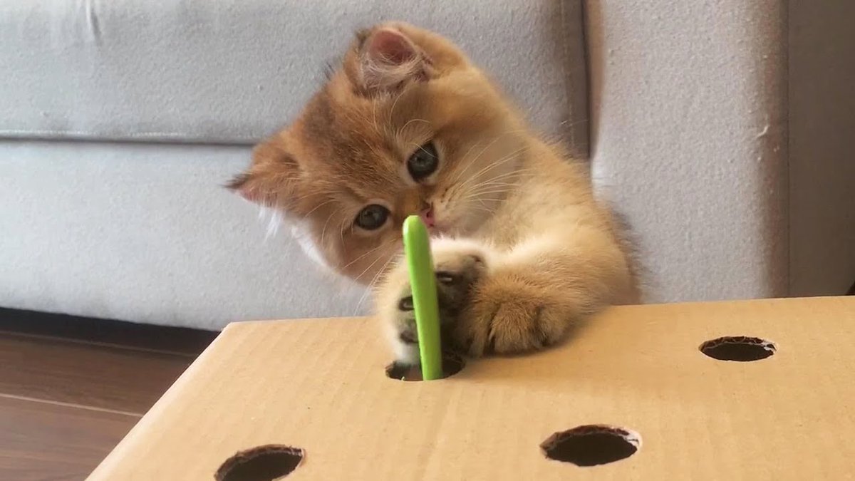 MeowMoeDotCom's tweet photo. #Cute #Kitten Vs Cardboard Hunt Toy
#Cats #Cat #Kittens #Kitten #Kitty #Pets #Pet #Meow #Moe #CuteCats #CuteCat #CuteKittens #CuteKitten #MeowMoe #Cat #CatChallenge #CatFails #CatLogic #CatReact #CatReaction #CatVideos
https://t.co/aGWfsX0Zll https://t.co/rRe0WCKnth