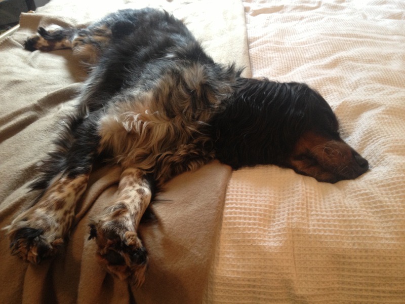 We are very excited to share our latest paper: "Sleep Duration and Behaviours: A Descriptive Analysis of a Cohort of Dogs up to 12 Months of Age"💤 #PublicationDay #GenerationPup Check it out #OpenAccess (free to read!) here: mdpi.com/2076-2615/10/7…