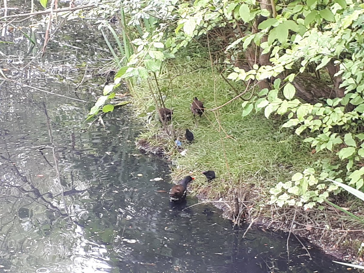 _TaylorJake's tweet photo. A chance to try somewhere different a nice stroll around @ManversLake near #Mexbrough earlier in the week for a change of scenery & catchup with @Geejay60 🗣 https://t.co/I4JsWZKxp4