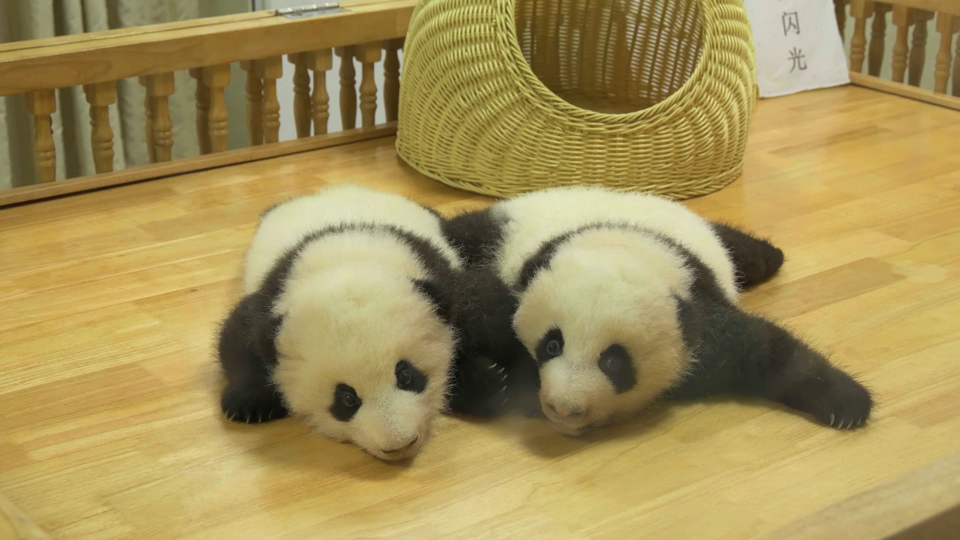 世界ふしぎ発見 在 Twitter 上 黒柳さん悶絶 可愛いパンダが大集合 さらに 黒柳さんが80年近く大切にしているぬいぐるみが登場 ふしぎ発見 パンダ ぬいぐるみ 中国 パンダの聖地 パンダ愛全開 徹子の部屋 T Co Sdlda4wvbq Twitter