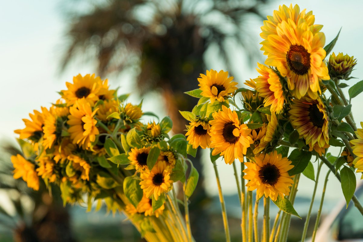 ট ইট র 青山フラワーマーケット 7 8月限定 朝摘みの新鮮なヒマワリが届きます 7月11日 土 ルミネ北千住店 船橋東武店 セレオ国分寺店 二子玉川ライズ店 アトレ吉祥寺店 アトレ吉祥寺西口店 池袋西武店 アトレヴィ巣鴨店が入荷予定 関東の一部